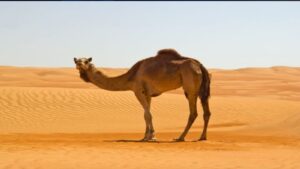 من أسرار البيان في قصة ناقة صالح عليه السلام