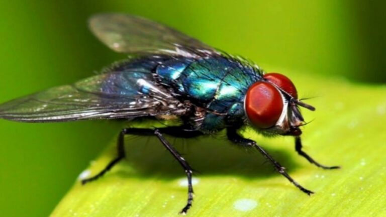 آية الذباب.. سرّ الخلق وعظمة الخالق