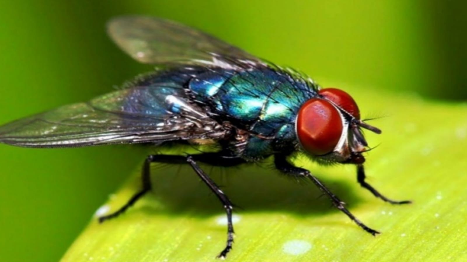 آية الذباب.. سرّ الخلق وعظمة الخالق