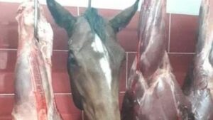 الإمام مالك ومسألة أكل لحم الخيل