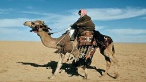 رحلة مليئة بالمصاعب