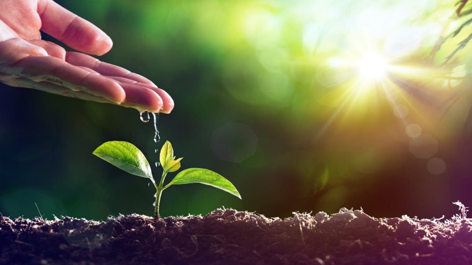 الصدقة عن الوالدين بعد وفاتهما