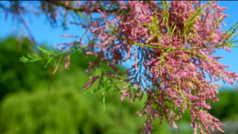 "خَمْط".. مرارة الثمر وبلاغة العقوبة