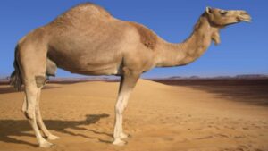 شكوى الجمل الباكي.. مشهد مؤثر من رحمة الرسول بالحيوان ﻿