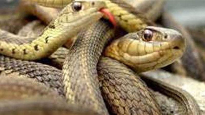 الثعابين في المنام بين الخوف والتحذير