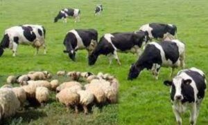 الأنعام في القرآن.. منافع ملموسة وجمال حسي ومعنوي