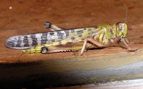 أكل الجراد الميت.. لماذا حرّمه الإمام أحمد؟ قراءة في فقه الاحتياط