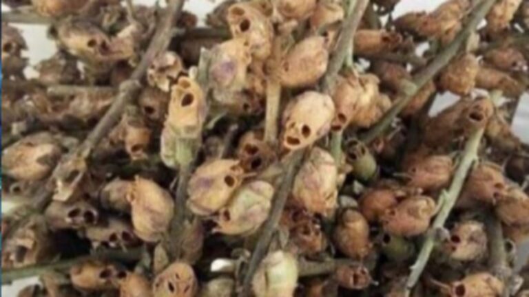 الغسلين.. عذاب الآثمين في وعيد القرآن