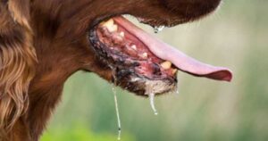 الأعيان النجسة: ما حكمها وكيف يُتَعامل معها؟