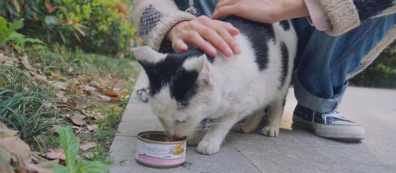 ربما كانوا رحمة تظلك.. رفقًا بالحيوان