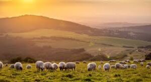 من الرعي إلى التجارة.. رحلة النبي العملية قبل النبوة