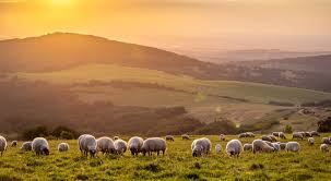 من الرعي إلى التجارة.. رحلة النبي العملية قبل النبوة