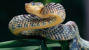 حية تخيط جراحها.. فتنة الانبهار وخطر التعافي