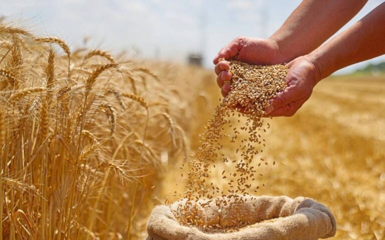 المحاقلة والمخاضرة..