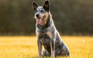 فطرة أنطقها الله..