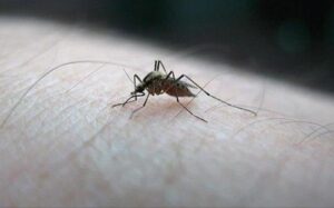 مثل البعوضة في سورة البقرة انعكاس لأحوال النفس البشرية